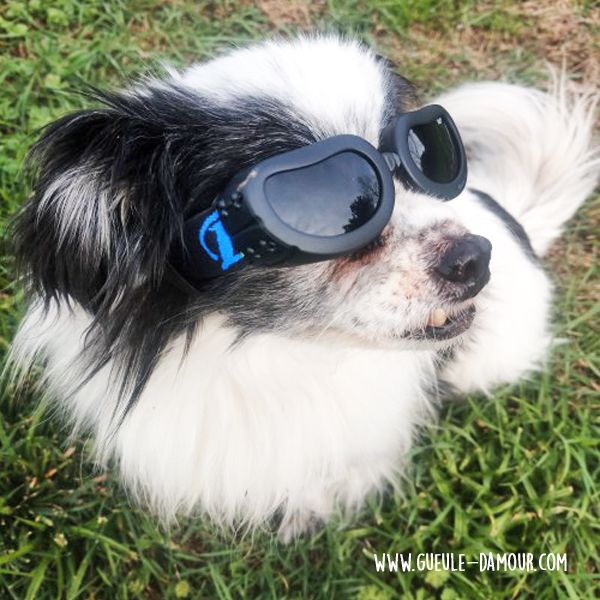 Sunglasses for small dog boutique Maw Love