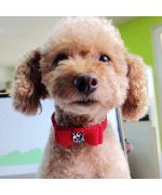 red collar for poodle
