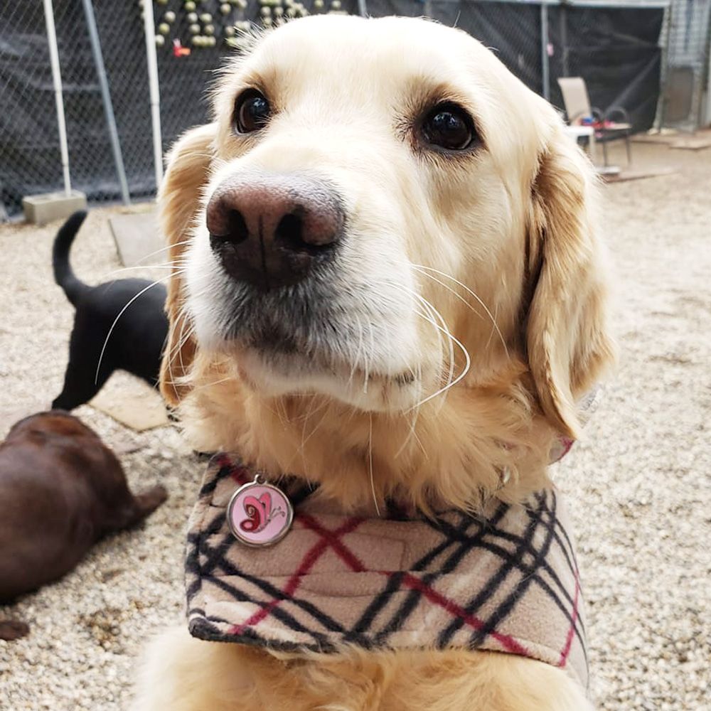 Médaille pour chien personnalisée Cute Bone