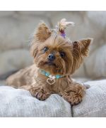 jewelry necklace for yorkshire terrier