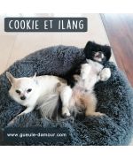 grand dodo pour chiens