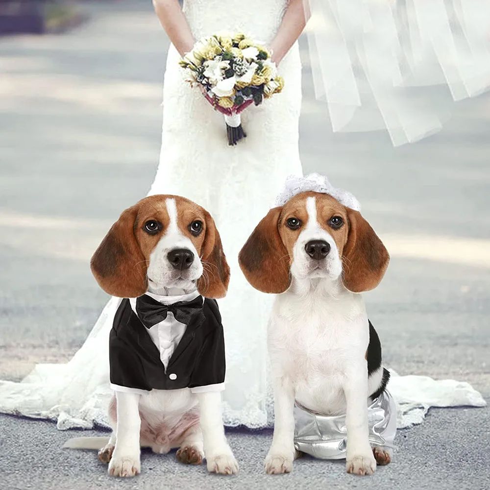 Accesorios de boda para perros, lo último en moda canina