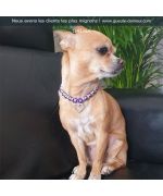 collier pour chihuahua chic