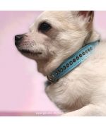 collier pour chihuahuas