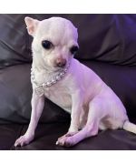 collier chic pour petit chihuahua
