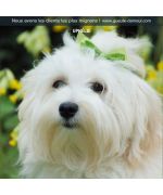 Flot knot for Maltese bichon