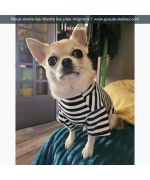 Chic striped dog undershirt