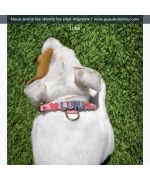 collar de perro personalizable
