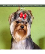 barrette for small dogs with elastic knot cheap delivery switzerland martinique guadeloupe guyane belgium