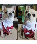 Chihuahua et son costume