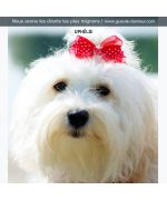 barrette knot for dog with polka dots
