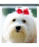 barrette for havanese bichon