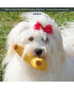 Uphelie, a Havanese bichon, with her puoic pouic toy