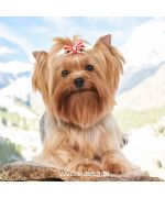 red barrette for mountain dog