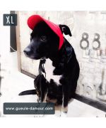 casquette pour pit bull