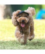 gorra de perro caniche