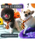 accessoires rigolos pour chiens pour halloween