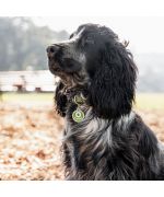 medalla personalizada para cocker spaniel