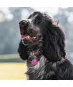 medaille personnalisée pour cocker spaniel