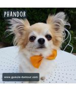 nœud papillon pour chien halloween