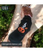 pull halloween pour chien