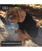 lili et son pull noir pour cavalier king charles