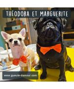  accessoires rigolos pour petits chiens