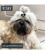 Barrette pour lhassa apso