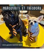 accessoires rigolos pour chiens