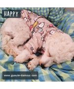 Maltipoo adorable avec pull pour chien tout doux