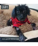 pull dermatite pour chien