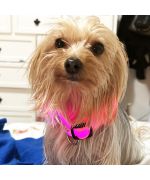 light up dog collar