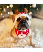 bonnet de noel pour bouledogue francais