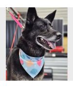 Summer bandana for dogs