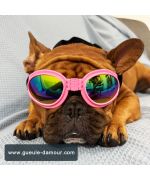 lunette de soleil pour grand chien