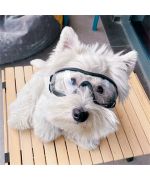 gafas protectoras para perros