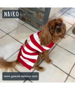 pull en laine pour cavalier king charles