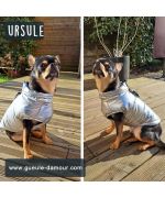 waterproof french bulldog jacket