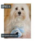 plush toy for Havanese bichon