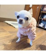 combinaison polaire pour chihuahua