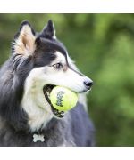 balle de tennis pour grand chien