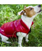 red dog coat