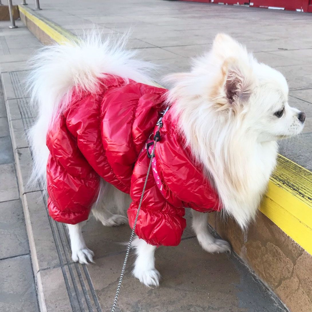 manteau chien spitz