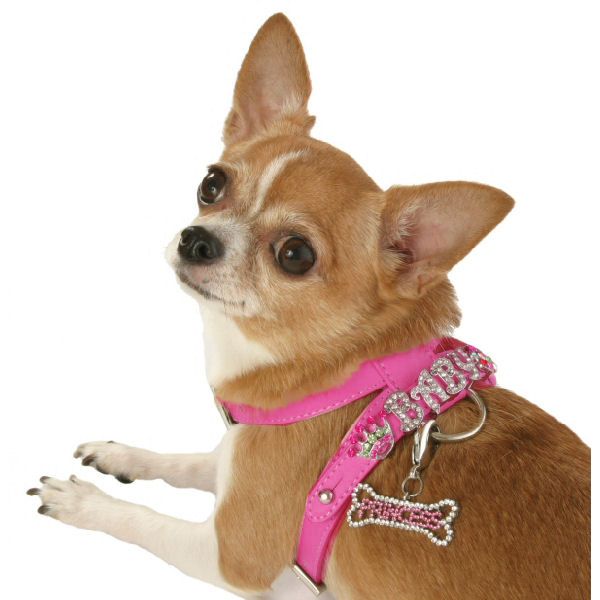 Universal - Collier pour chien Chihuahua corde et harnais Accessoires pour  animaux de compagnie - Equipement de transport pour chien - Rue du Commerce