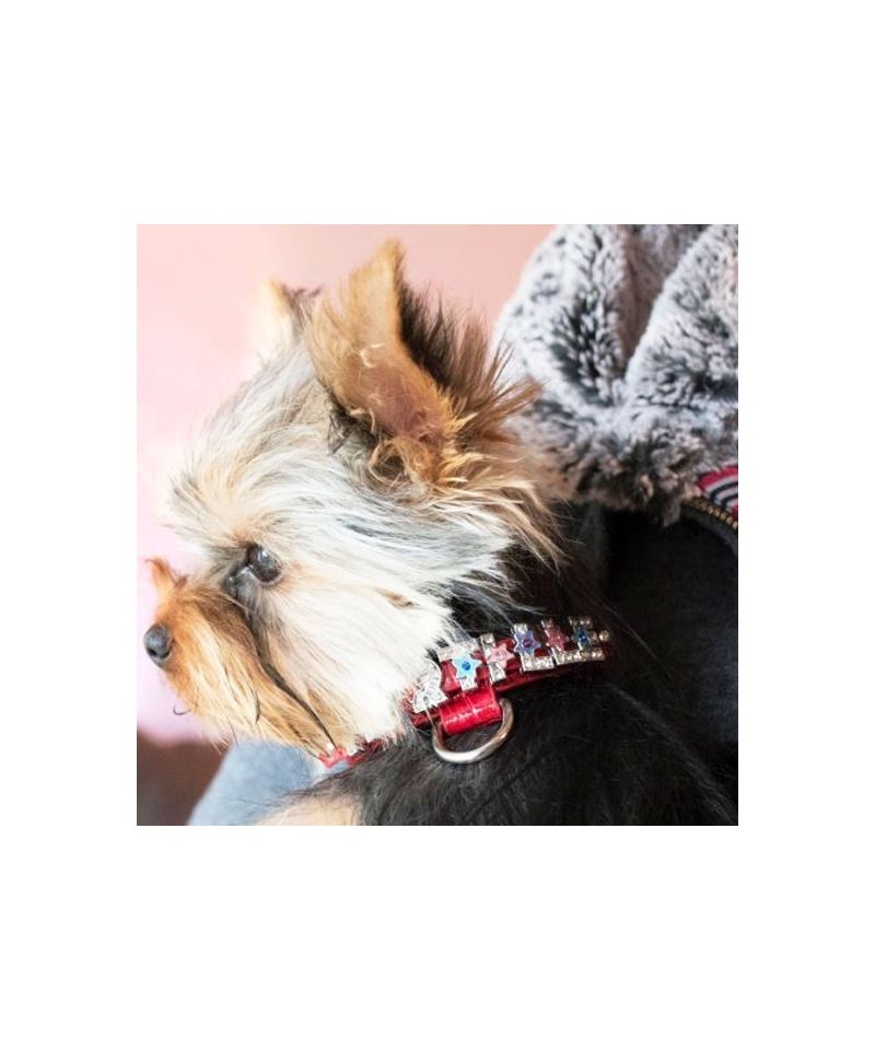 Bling strass chiot chien colliers personnalisés petits chiens Chihuahua  collier personnalisé collier nom gratuit breloques accessoires pour animaux  de compagnie, ✓ Meilleur prix au Maroc et ailleurs