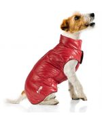 fox terrier coat