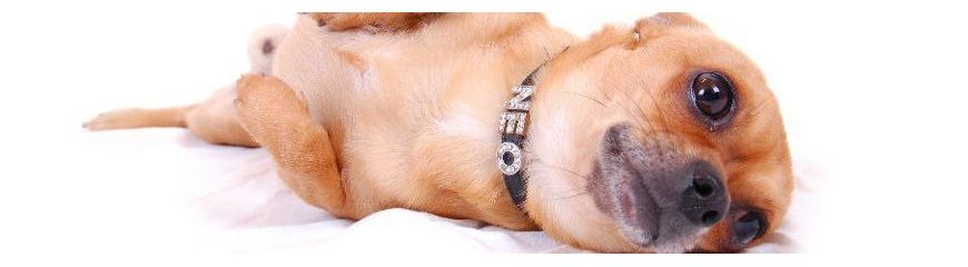 Peluche de chien Labrador, taille 90cm. Belle peluche de grande qualité.  Marchand de tapis.