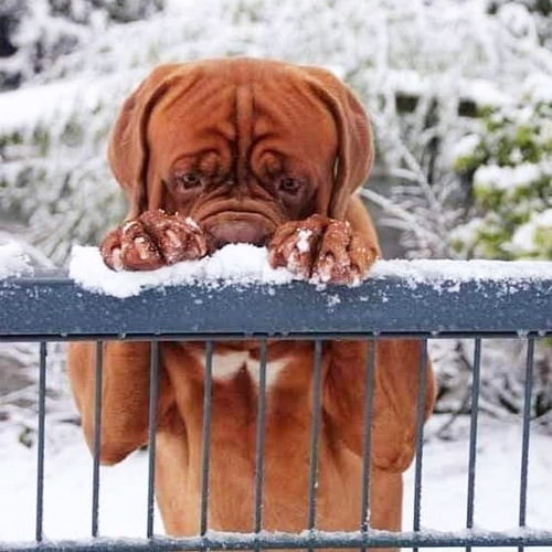 el perro más hermoso en la nieve