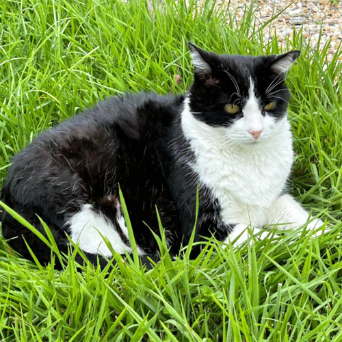 gato blanco y negro en la hierba