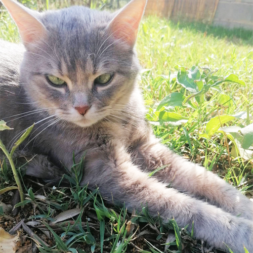 adorable gatito en la hierba